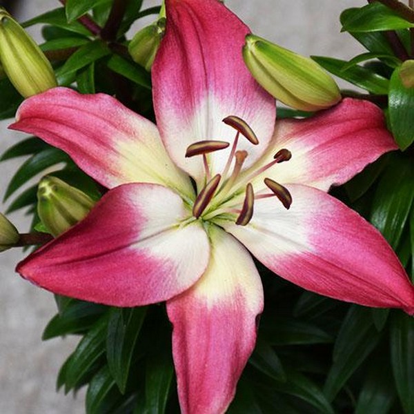  Лилия азиатская  Tiny Diamond (Тайни Даймонд)