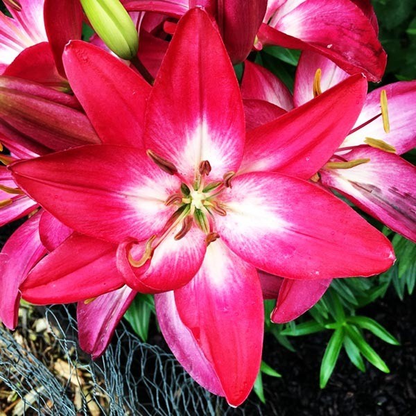  Лилия азиатская  Tiny Diamond (Тайни Даймонд)