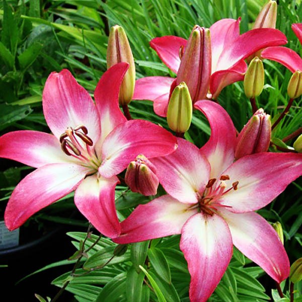  Лилия азиатская  Tiny Diamond (Тайни Даймонд)