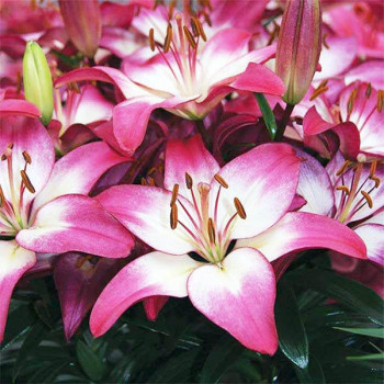  Лилия азиатская  Tiny Diamond (Тайни Даймонд)