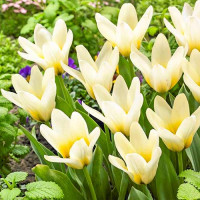 Тюльпан Грейга Концерто (в упаковке - 3шт.)