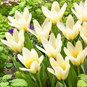 Тюльпан Грейга Концерто (в упаковке - 3шт.)