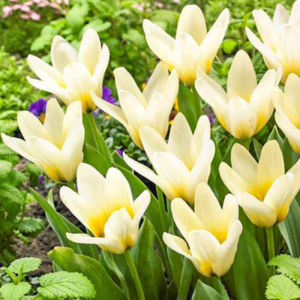 Тюльпан Грейга Концерто (в упаковке - 3шт.)