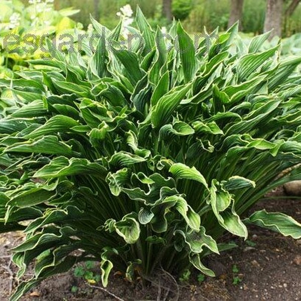 Саженцы Хоста Praying Hands (Прэйинг Хэндс) М