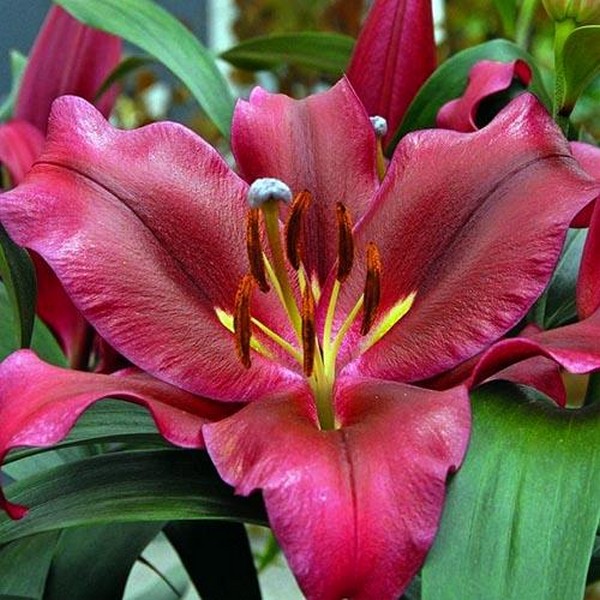  Лилия восточная Avenger (Авиньер)