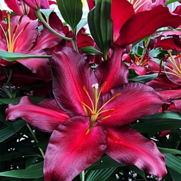  Лилия восточная Avenger (Авиньер)