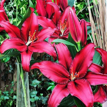  Лилия восточная Avenger (Авиньер)