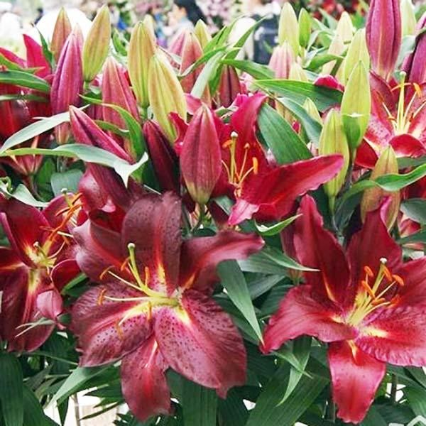  Лилия восточная Avenger (Авиньер)