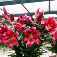  Лилия ОТ гибрид Red Desire (Ред Дезаер)