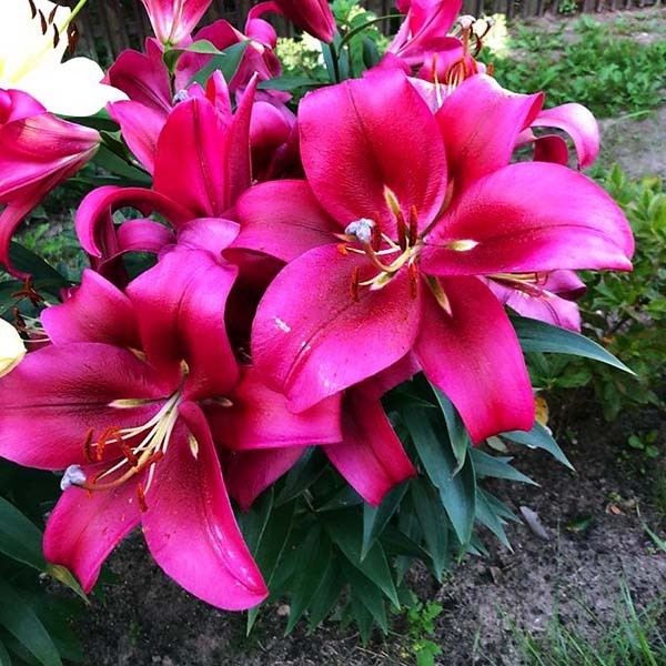  Лилия ОТ гибрид Red Desire (Ред Дезаер)