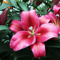  Лилия ОТ гибрид Red Desire (Ред Дезаер)