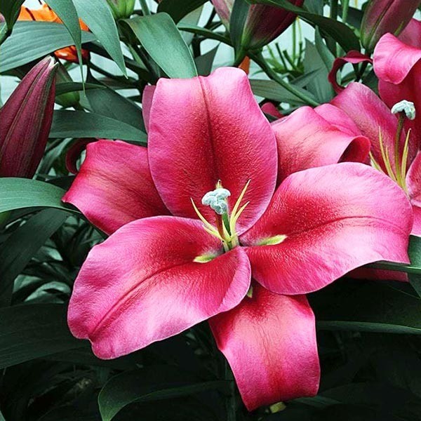  Лилия ОТ гибрид Red Desire (Ред Дезаер)