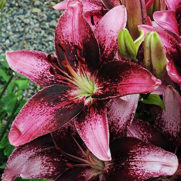  Лилия азиатская Purple Eye (Пурпл Ай)