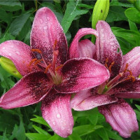  Лилия азиатская Purple Eye (Пурпл Ай)