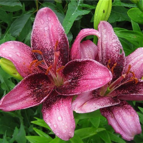  Лилия азиатская Purple Eye (Пурпл Ай)