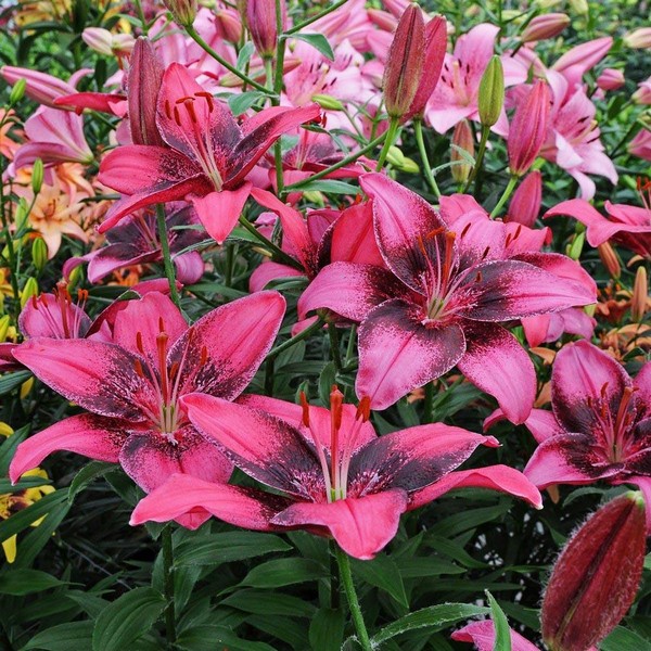  Лилия азиатская Purple Eye (Пурпл Ай)