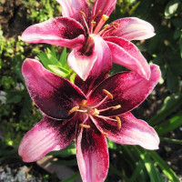  Лилия азиатская Purple Eye (Пурпл Ай)