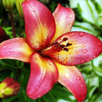  Лилия биколор азиатская Heartstring (Хертстрингс)