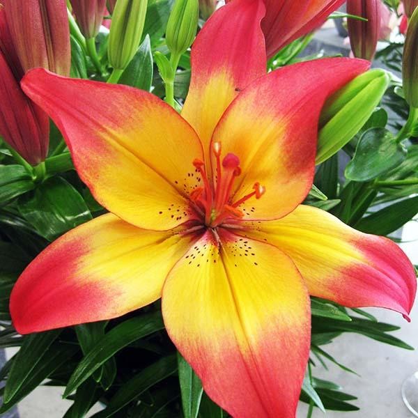  Лилия биколор азиатская Heartstring (Хертстрингс)