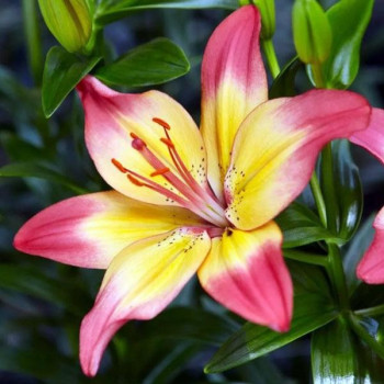 Лилия биколор азиатская Heartstring (Хертстрингс)