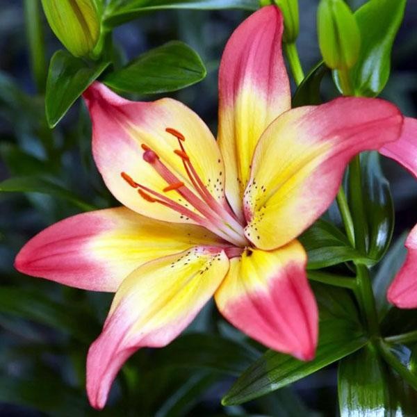  Лилия биколор азиатская Heartstring (Хертстрингс)