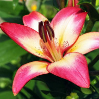  Лилия биколор азиатская Heartstring (Хертстрингс)