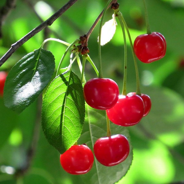 Саженцы Вишня войлочная