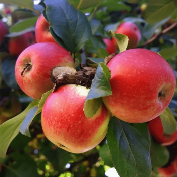 Саженцы Яблоня Мечта