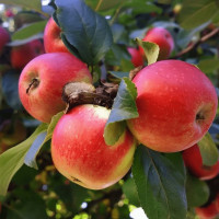 Саженцы Яблоня Мечта