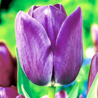Тюльпан Триумф Блю Эмейбл (в упаковке - 3шт.)