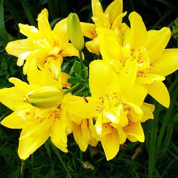  Лилия азиатская Sundew (Сандью)