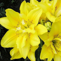  Лилия азиатская Sundew (Сандью)