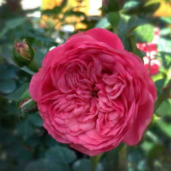 Саженцы Роза чайно-гибридная Пинк Пиано