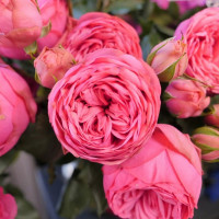 Саженцы Роза чайно-гибридная Пинк Пиано