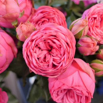 Саженцы Роза чайно-гибридная Пинк Пиано