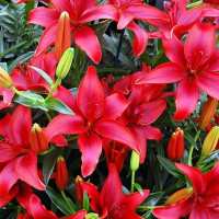  Лилия азиатская Black Out (Блек Аут)