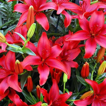  Лилия азиатская Black Out (Блек Аут)