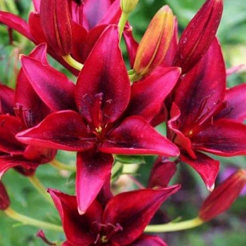  Лилия азиатская Black Out (Блек Аут)