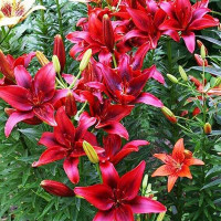  Лилия азиатская Black Out (Блек Аут)