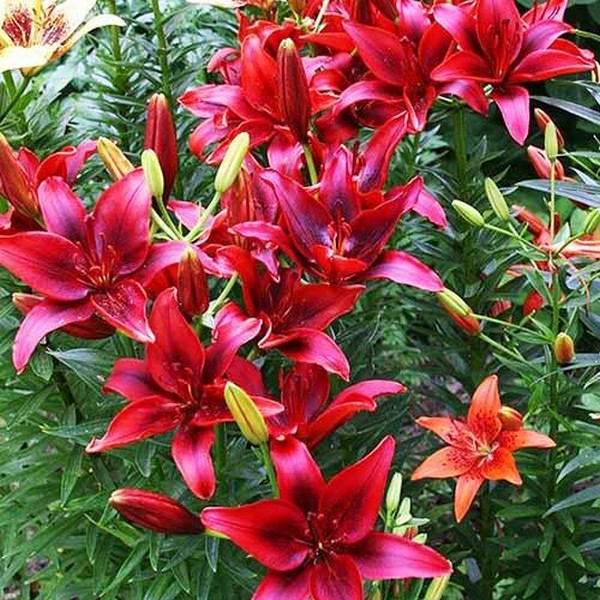  Лилия азиатская Black Out (Блек Аут)