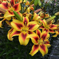  Лилия АОА гибрид Viva la Vida (Вива ла Вида)