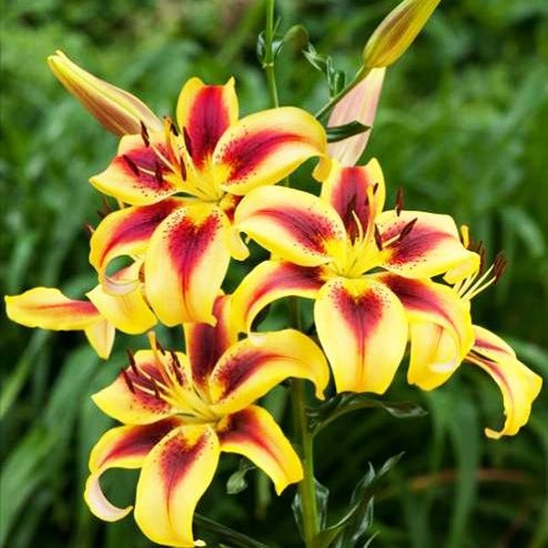  Лилия АОА гибрид Viva la Vida (Вива ла Вида)