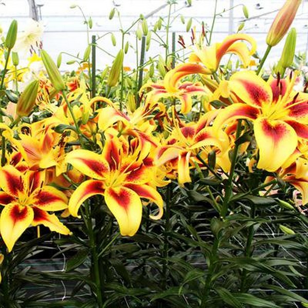  Лилия АОА гибрид Viva la Vida (Вива ла Вида)