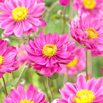 Анемона гибридная Маргарет