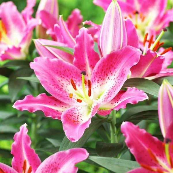  Лилия восточная Entertainer (Энтертейнер)