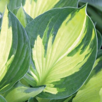 Саженцы Хоста Color Glory (Калор Глори) L