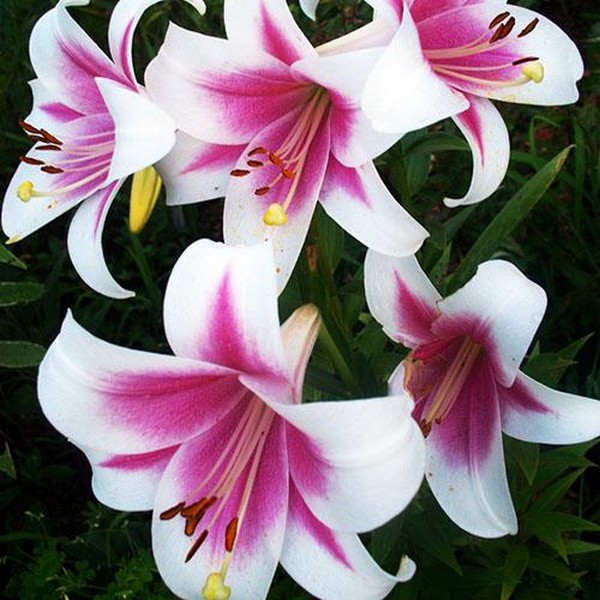  Лилия LOO гибрид Triumphator (Триумфатор)