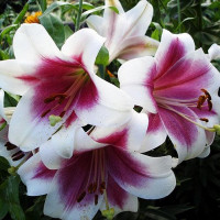  Лилия LOO гибрид Triumphator (Триумфатор)