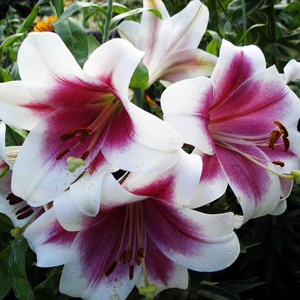  Лилия LOO гибрид Triumphator (Триумфатор)