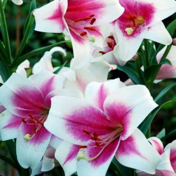  Лилия LOO гибрид Triumphator (Триумфатор)